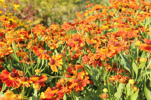 Flower Field Orange