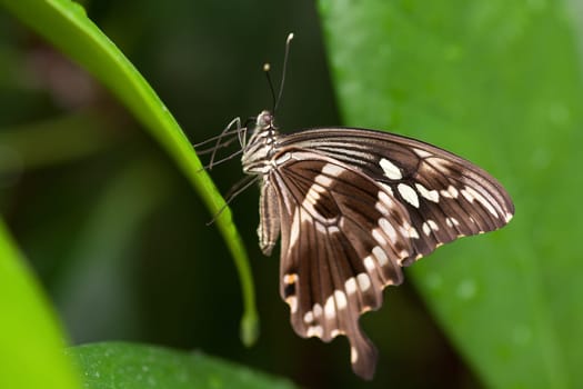 Papilio constantinus