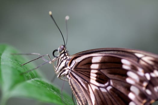 Swallowtail butterflies