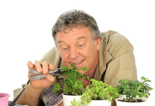 Parsley Gardener