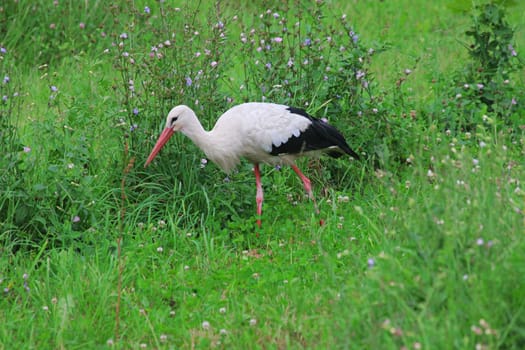 White stork on pole in summer day.