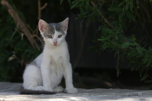 Kitten