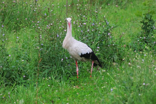 White stork in green grass on summer day