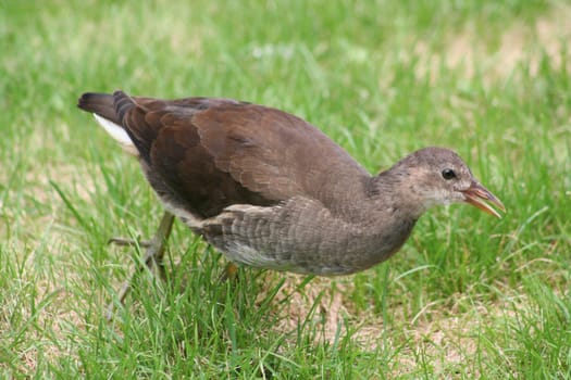 bird or bird flying or bird flock or eagle or stock or bird raptor