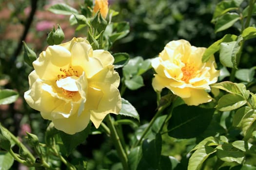 Yellow Roses