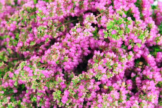 heather
