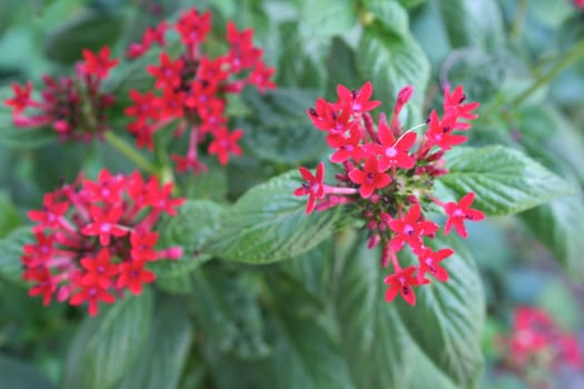 Pentas