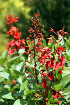 Coral shrub,also cockscomb or coral tree.