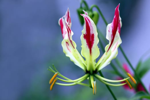 Gloriosa superba [Crown of Fame]