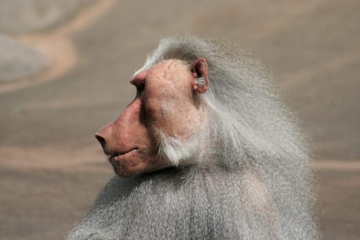 Baboon