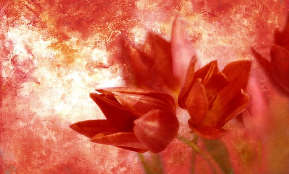 Ambient Canvas Tulips