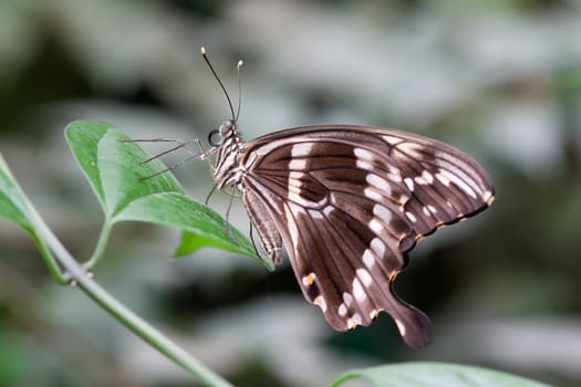 Swallowtail butterflies