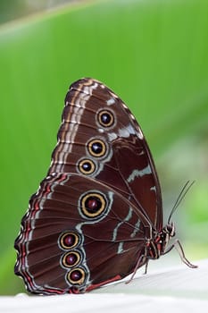 Sky Butterfly