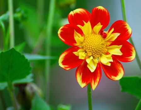 Red Yellow Dahlia