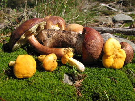 Collected wild mushrooms in moss