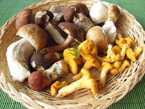 Wild mushrooms in a basket