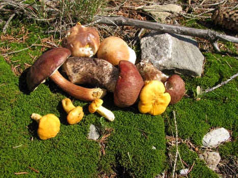 Collected wild mushrooms in moss