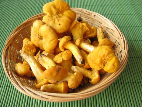 Chanterelles in a basket