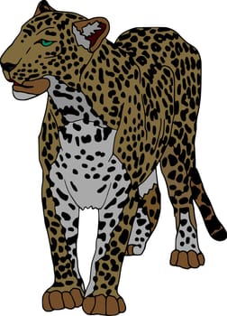 panthera