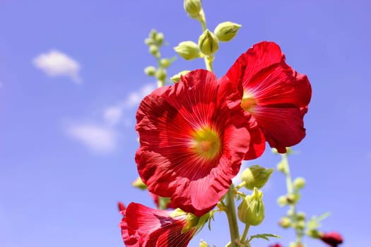 Hollyhocks