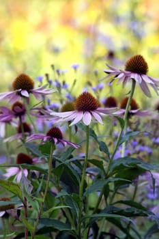 Sun coneflowers [Echinacea purpurea]