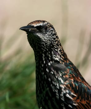 European Starling (Sturnus vulgaris)