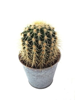 Cactus in a pot on a white background.