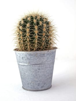 Cactus in a pot on a white background.