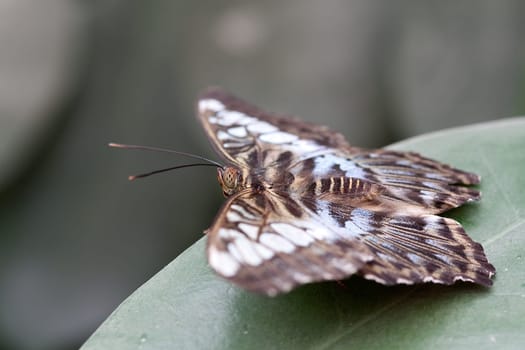 Parthenos sylvia blue