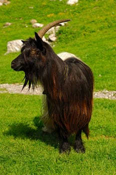 Billy goat with horns in the pasture