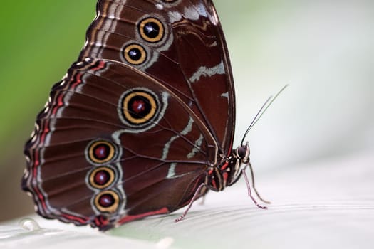 Sky Butterfly
