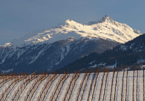 Vineyard in winter in front of the snow-capped Alps,Switzerland