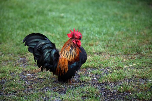 Chabo Chicken