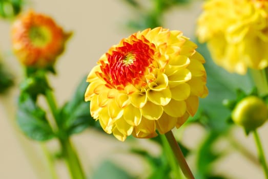 Yellow Red Dahlia