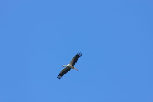 Stork in flight