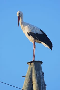 White stork on electric pole on the back