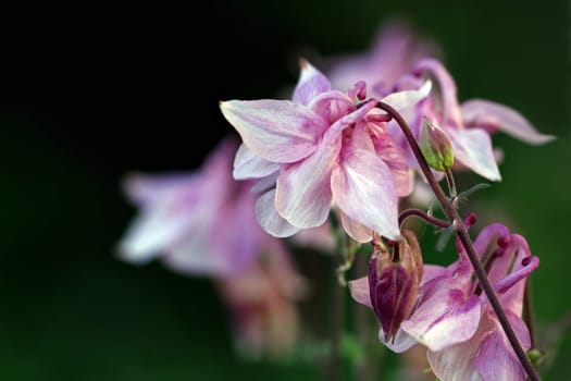 Columbine [Aquilegia vulgaris]