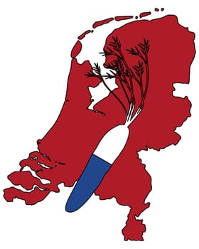Dutch carrot