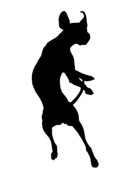 Dog training