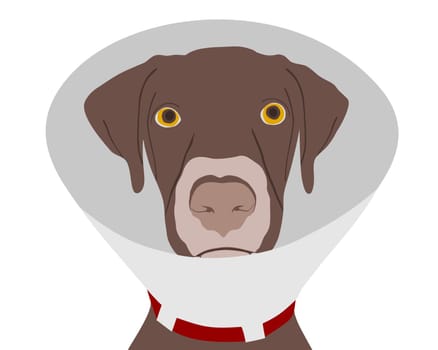 Dog with ruff