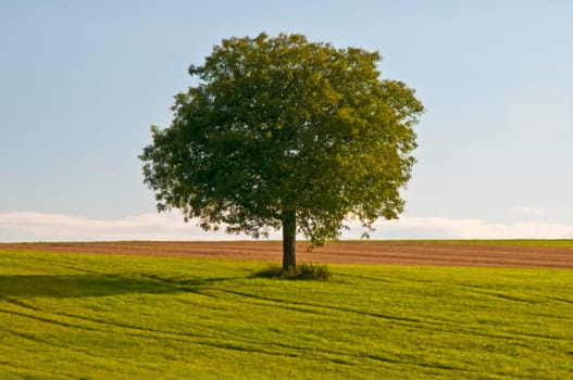 tree without christmas