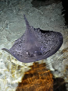 Stingray