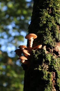 Mushroom on tree