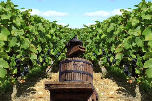 Vines