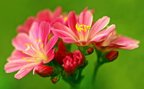 Lewisia cotyledon