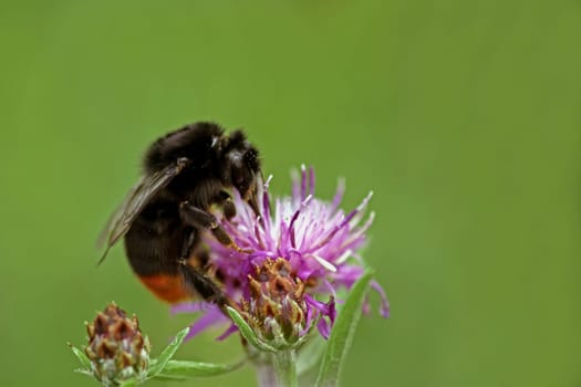Insect of the Year 2005