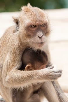Monkey with baby