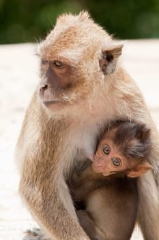 Monkey with baby