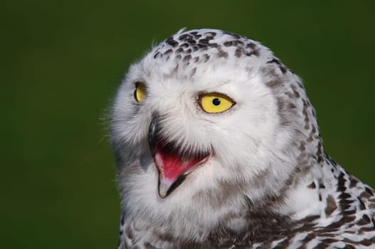 Snowy owl,Bubo scandiacus