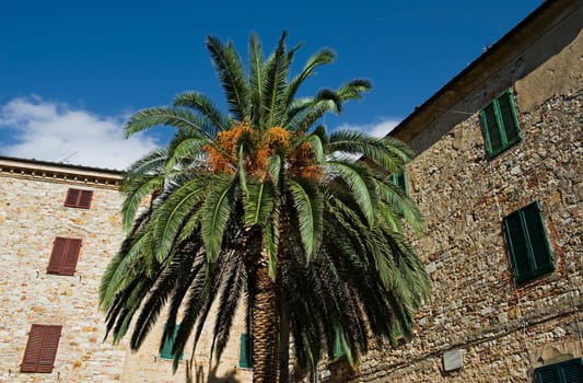 Date Palm Phoenix Dactylifera in Italy